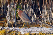 Green-backed heron (Butorides striatus) perched on drift wood in lagoon, Fort Myers Beach, Gulf Coast, Florida, USA, March.