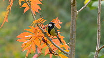 Great tit (Parus major) perched in a Mountain ash (Sorbus) before taking off, Carmarthenshire, Wales, UK, November.