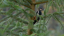 Male Great spotted woodpecker (Dendrocopos major) in a fir tree, Carmarthenshire, Wales, UK, November.