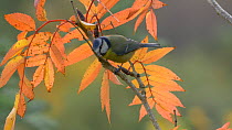 Blue tit (Cyanistes caeruleus) perched in a Mountain ash (Sorbus) before taking off, Carmarthenshire, Wales, UK, November.
