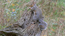 Grey squirrel (Sciurus carolinensis) feeding from a cache in a stump, Carmarthenshire, Wales, UK, November.