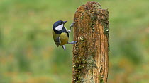 Great tit (Parus major) looking for food in a post, Carmarthenshire, Wales, UK, November.