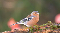 Male Common chaffinch (Fringilla coelebs) perched on a branch and looking around, Carmarthenshire, Wales, UK, November.