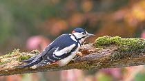 Male Great spotted woodpecker (Dendrocopos major) trying to open a hazelnut cached in a branch, Carmarthenshire, Wales, UK, November.