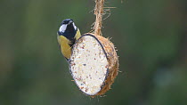 Great tit (Parus major) feeding from a coconut shell filled with fat, Carmarthenshire, Wales, UK, November.