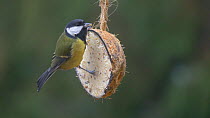 Great tit (Parus major) feeding from a coconut shell filled with fat, Carmarthenshire, Wales, UK, November.