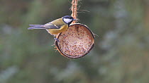 Two Blue tits (Cyanistes caeruleus) and a Great tit (Parus major) feeding from a coconut shell filled with fat, Carmarthenshire, Wales, UK, November.