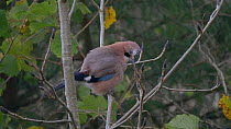 Jay (Garrulus glandarius) perched in a tree and looking around before taking off, Carmarthenshire, Wales, UK, November.