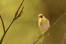 Wood warbler (Phylloscopus sibilatrix) singing male in canopy, Derbyshire, England, UK, May.
