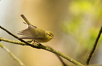 Wood warbler (Phylloscopus sibilatrix) displaying to a rival in canopy, Derbyshire, England, UK, May.
