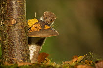 Weasel (Mustela nivalis) investigating birch stump with bracket fungus in autumn woodland, Sheffield, England, UK.