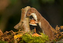 Weasel (Mustela nivalis) investigating birch stump with bracket fungus in autumn woodland, Sheffield.