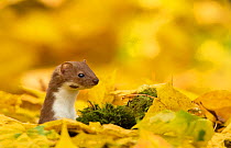 Weasel (Mustela nivalis) head and neck looking out of yellow autumn acer leaves, Sheffield, England, UK.