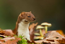 Weasel (Mustela nivalis) on woodland floor with fungi, autumn, Sheffield, England, UK.
