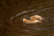 Water vole (Arvicola terestris) pair mating in moorland stream, Sheffield.