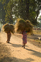 Women carrying hay near Tala village, Bhandavgaur, India.