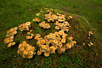 Sulphur tuft fungi (Hypholoma fasciculare) Derbyshire, England, UK. October.
