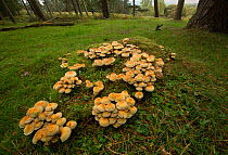 Sulphur tuft fungi (Hypholoma fasciculare) wide angle view, Derbyshire, England, UK, October.