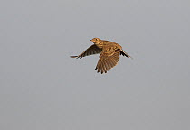 Skylark (Alauda arvensis) in flight, Yorkshire, England, UK, April.