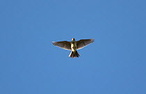 Skylark (Alauda arvensis) in flight singing, Yorkshire, England, UK, April.