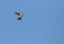 Skylark (Alauda arvensis) in flight, Yorkshire, UK, April.