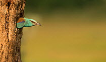 Roller (Coracias garrulus) adult in breeding plumage at nest hole in tree, Hungary, May.