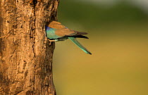 Roller (Coracias garrulus) adult in breeding plumage at nest hole in tree, Hungary, May.