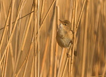 Reed warbler (Acrocephalus scirpaceus) among reed bed, South Yorkshire, England, UK, April.