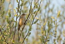 Reed warbler (Acrocephalus scirpaceus) among reed bed. South Yorkshire, England, UK, April.