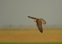Red-footed falcon (Falco vespertinus) in flight, Hungary, May.