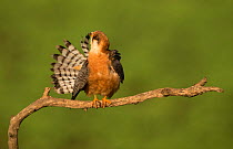 Red-footed falcon (Falco vespertinus) preening, Hungary, May.
