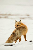 Red fox (Vulpes vulpes) in snow, Yellowstone National Park, Wyoming, USA, February.