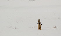 Red fox (Vulpes vulpes) in snow, jumping, Yellowstone, Wyoming, USA, February.