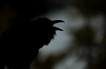 Raven (Corvus corax) portrait, Yellowstone National Park, Wyoming, USA, February.