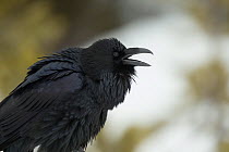 Raven (Corvus corax) portrait, Yellowstone National Park, Wyoming, USA, February.