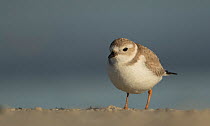 Piping plover (Charadrius melodus) winter plumage, Florida, USA, February.