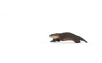 North American river otter (Lontra canadensis) playing in snow, Yellowstone National Park, Wyoming, USA, February.