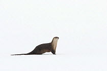 North American river otter (Lontra canadensis) playing in snow, Yellowstone National Park, Wyoming, USA, February.