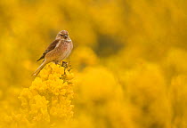 Linnet (Carduelis cannabina) male in yellow flowered gorse, Sheffield, England, UK, April.