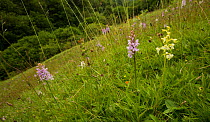 Greater butterfly orchids (Platanthera chlorantha) flower in meadow, wide angle view of habitat, Derbyshire, England, UK. July.