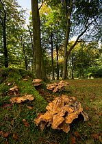 Giant polypore fungus (Meripilus giganteus) on dead tree stump, Derbyshire, England, UK.