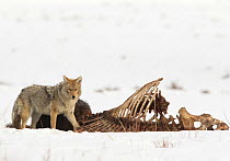 Coyote (Canis latrans) feeding on dead bison in snow, Yellowstone National Park, Wyoming, USA, February.
