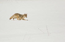 Coyote (Canis latrans) in snow, Yellowstone National Park, Wyoming, USA, February.