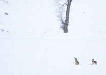 Coyote (Canis latrans) pair calling in snow, Yellowstone National Park, Wyoming, USA, February.