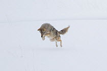 Coyote (Canis latrans) hunting - jumping in snow, Yellowstone National Park, Wyoming, USA, February.