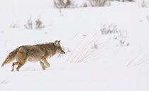 Coyote (Canis latrans) in snow, Yellowstone National Park, Wyoming, USA, February.