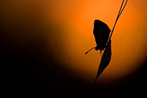 Brown argus butterfly (Aricia agestis) silhouetted at dusk, Cambridgeshire, England, UK, August.