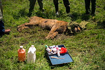 Young male African lion (Panthera leo) 'Alan' from Marsh pride, with head wrapped in jacket whilst KWS  (Kenya Wildlife Service) vet triesto save him from poisoning. He had been poisoned after eating...