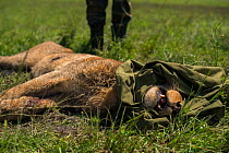 Young male African lion (Panthera leo) 'Alan' from the Marsh pride, with head wrapped in jacket whilst KWS  (Kenya Wildlife Service) vet tries to save him from poisoning after eating carcass poisoned...