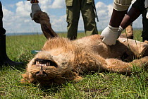 KWS  (Kenya Wildlife Service) vet trying to save young male African lion (Panthera leo) 'Alan'  from the Marsh pride,  poisoned after eating carcass poisoned by local cattle herders, and subsequently...
